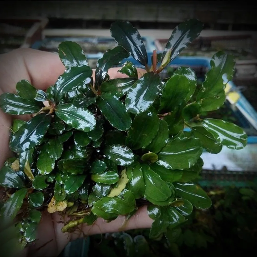 bucephalandra for sale