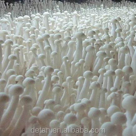 
Detan Haixian Spawn/Logs Mushroom Seeds 