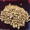 Chinese pine nuts in shell