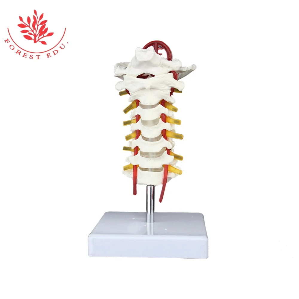 

Anatomy Natural Size 7 Cervical Vertebrae Occipital Bone Prosthesis Medical Human Cervical Spine vertebra Demonstration Model