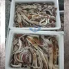 Frozen Equatorial Squid Wings Strip