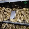 250g up full mature fresh ginger 30bls/pvc ginger exporter