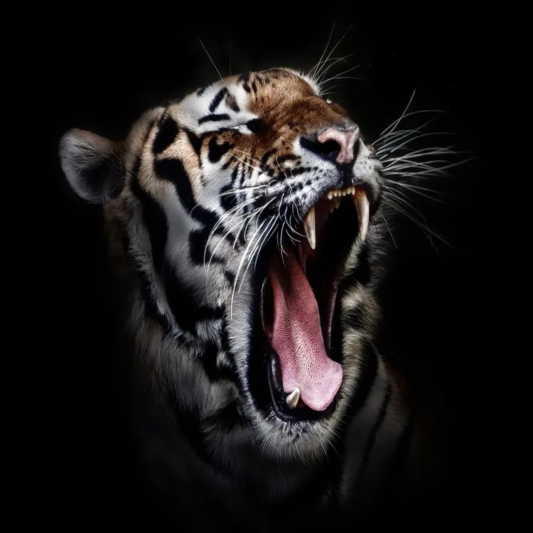 

Wholesale New Design Roar Tiger Bathroom Products Waterproof Polyester Fabric 3D Shower Curtain Bath Curtain, N/a