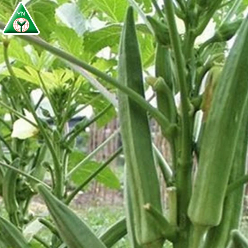 Indian Okra Seed F1 Hybrid Varieties For South Sudan - Buy Okra Seed ...