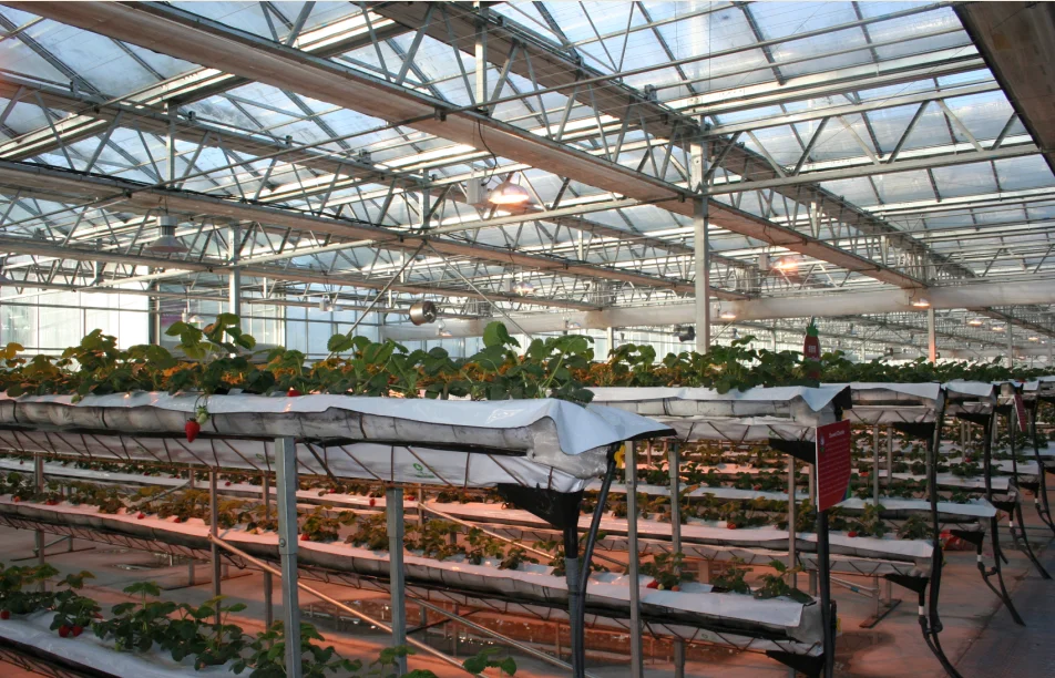 Venlo tempered glassfloat glass greenhouse with hydroponic.png