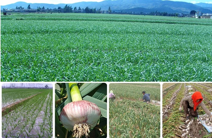 garlic plants