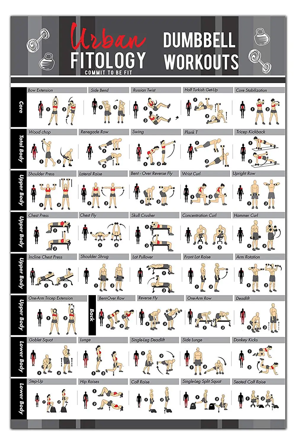Buy Dumbbell Exercises Workout Poster - NOW LAMINATED - Home Gym
