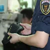 Shoes quality control inspection service
