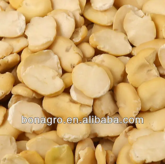SLPIT BROAD BEAN-2