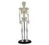 YA/L015 Human Mini Skeleton Model 45cm Tall