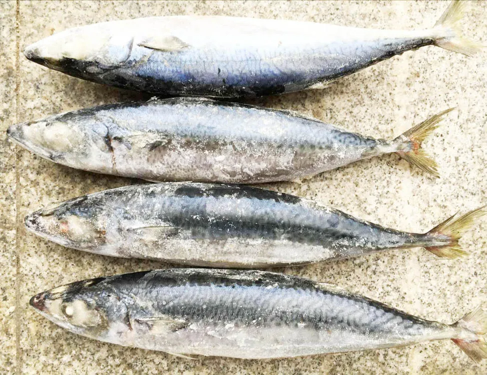 02 mackerel fish.jpg