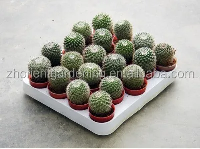 
mammillaria Hahniana 5.5cm mini cactus succulent indoor plants bonsai nursery echinocactus grusonii cereus cacti opuntia dilleni 