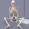 human PVC skeleton model for medical teaching in medical anatomy type /Human simulation skeleton model 85cm