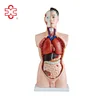 19 parts 85cm human plastic male MODEL XC-201 85cm cheap medical internal organs of human body torso model for teaching aids