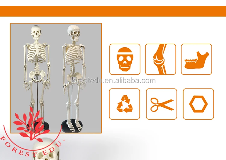 8 Anatomy skeleton.jpg