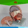 Head anatomical model with brain (head dissection model (4 parts )