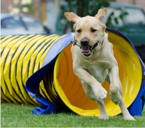 

good quality air duct dog tunnel, hot sell dog tunnel for training game