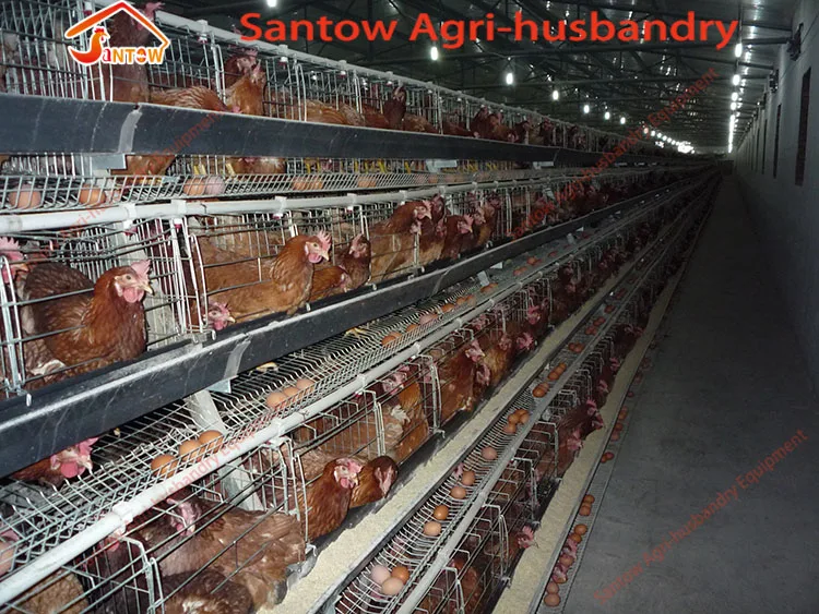 Automatic chicken cages hot galvanized poultry cage cheap price egg layers cage design for farm design