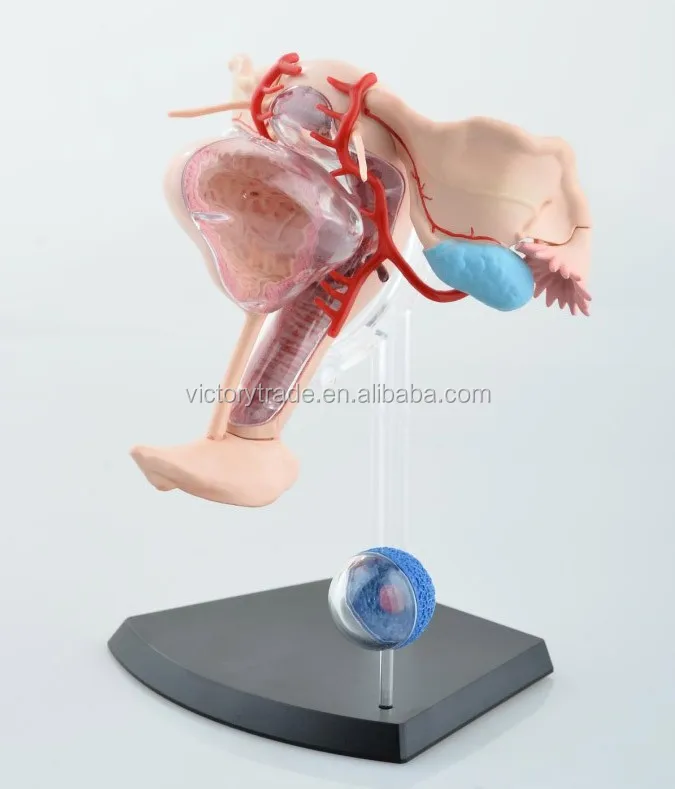 V Hm10 4d Master Female Reproductive System Anatomical Uterus Model