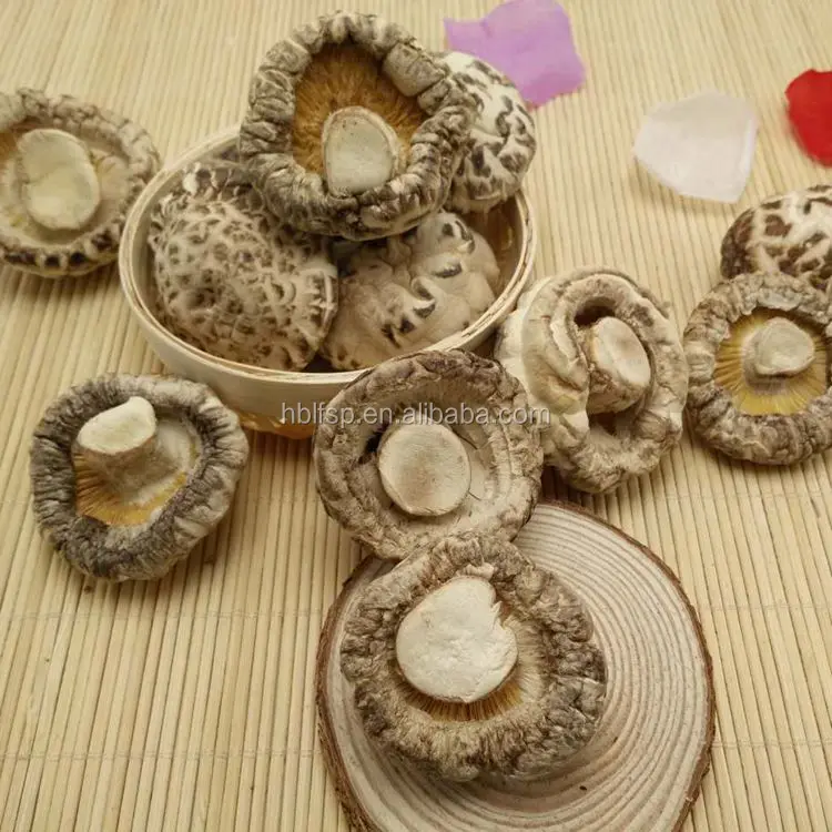 
Dried White Flower Shiitake Mushroom Whole in Autumn Cultivated 