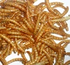 /product-detail/fish-attractant-mealworm-animal-feed-organic-bird-feed-mealworm-60209229096.html