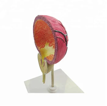 bladder model in science anatomical human urinary bladder model