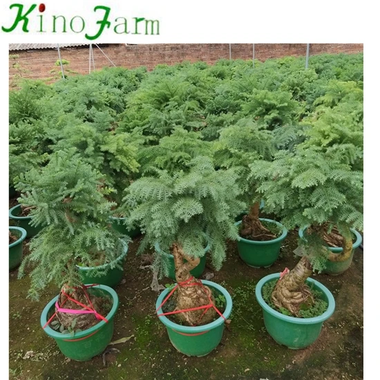 
Nice araucaria bonsai 