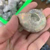 Wholesale natural ammonite fossil specimen healing with nice red golden purple flash for home decoration crystal gift healing