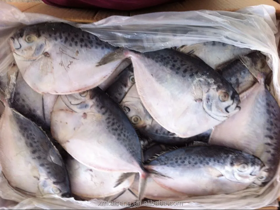 Peixe Do Mar Congelados Todo Redondo Moonfish Buy Moonfish Todo Redondo Mar Congelado Moonfish Peixes Frutos Do Mar Moonfish Product On Alibaba Com