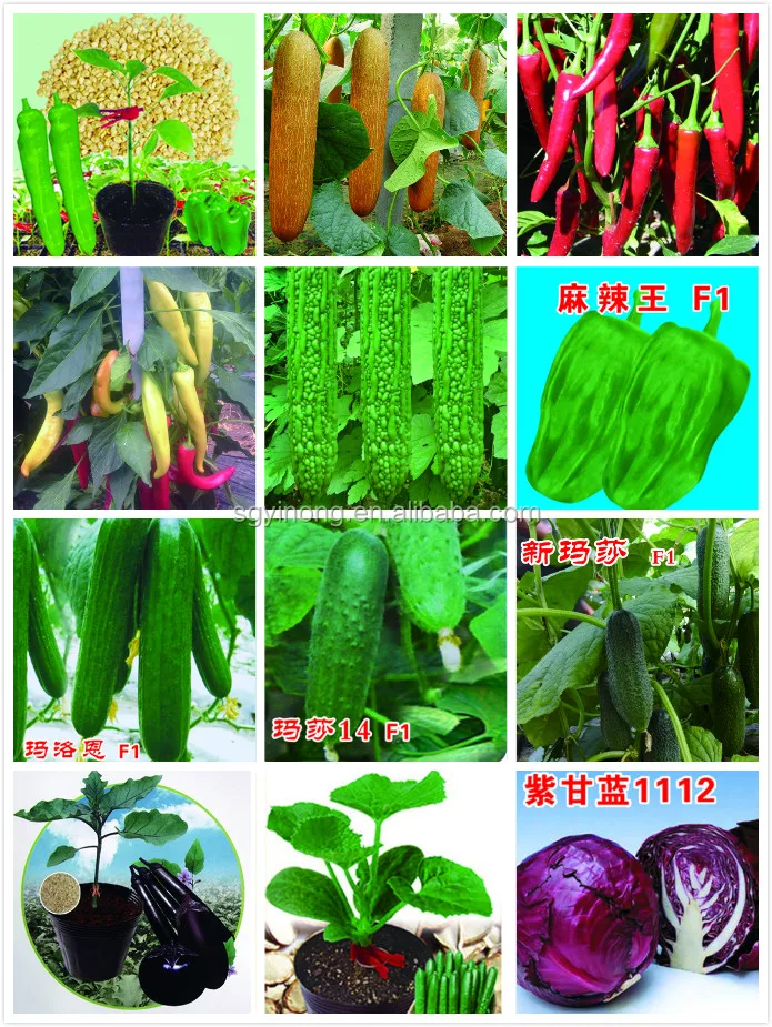 vegetable seeds 2.jpg
