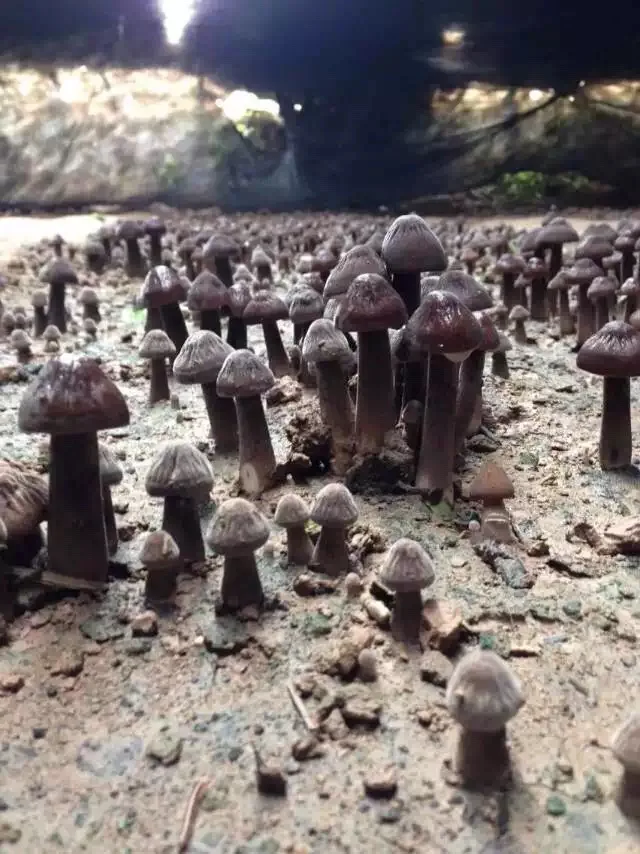 
Detan Black Collybia Albuminosa Mushroom Export 