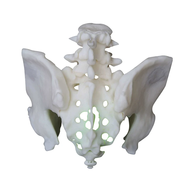 high precision custom pelvic cavity mould rapid prototyping 3d