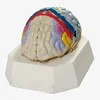 The model of function position with brain mantle