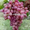 2019 bulk fresh red globe grape for sale