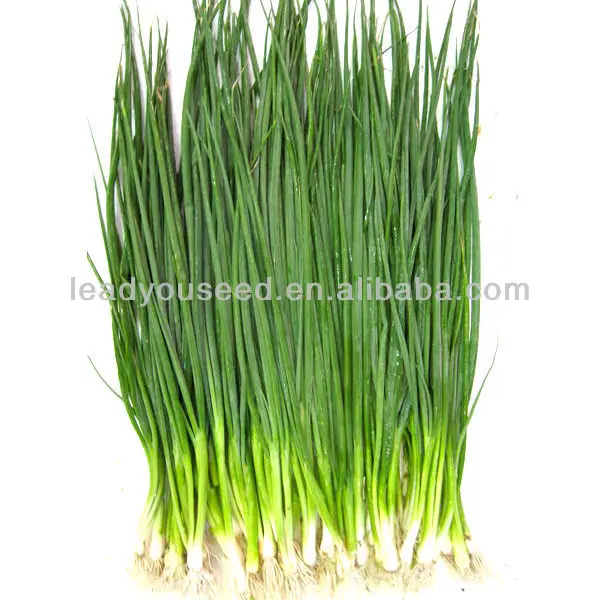 SH01 Liansheng small green onion seeds, op shallot seeds, chives seeds, quality shallot seeds, different types of seeds, lead you seeds.jpg