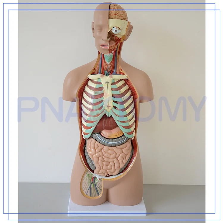 Hedendaags Pnt-0311 85 Cm 17 Onderdelen Anatomie Van Menselijk Lichaam YU-58