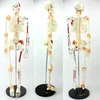 85cm anatomical model of flexible skeleton,Advanced bendable bone anatomical model,Anatomy lab painted and numbered human skelet