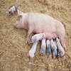 bile acids solve sow dirty problem