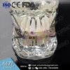Hot sale dental education models tooth model with archwire bracket