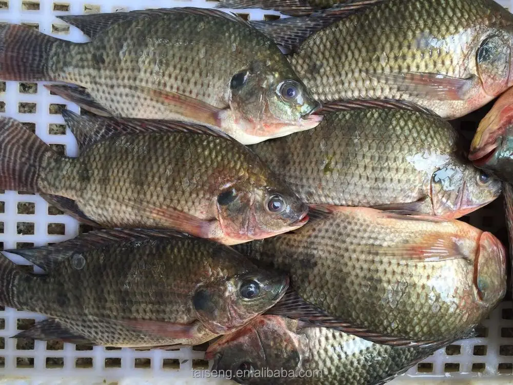 Wholesale African Food Farming Raised Tilapia W/r Fish Products Buy