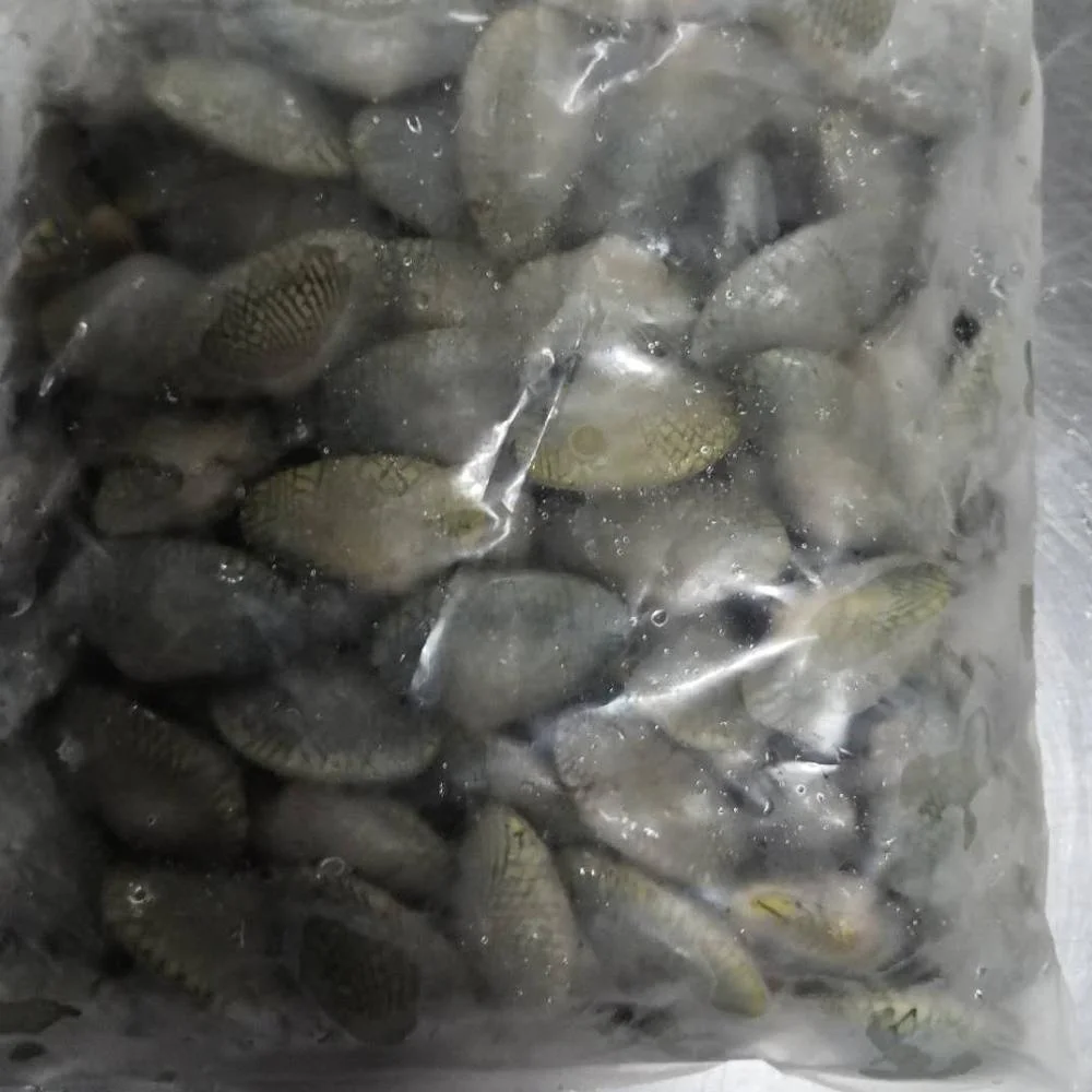 
Frozen Baby Clam /Oil Clam 