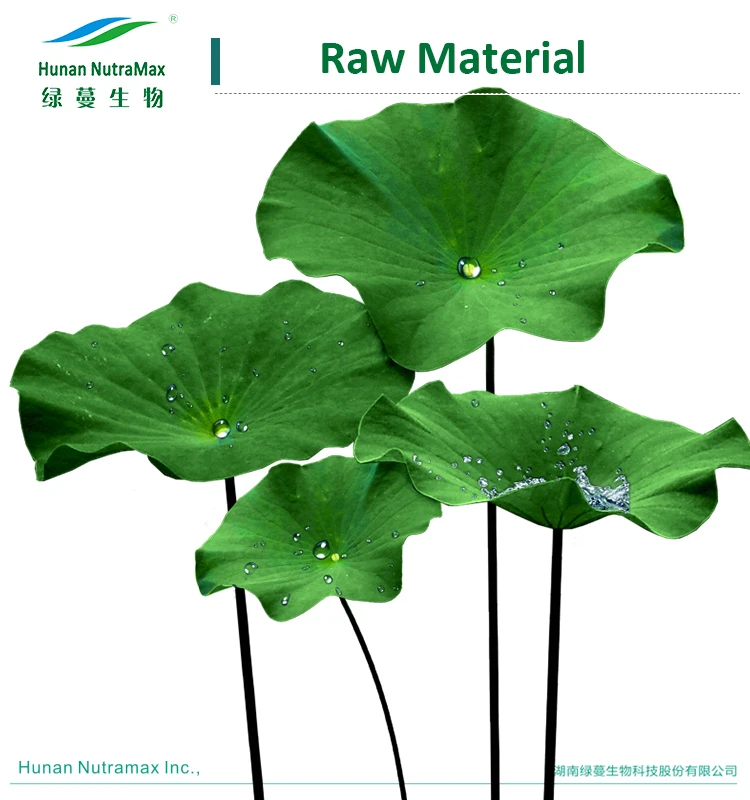 lotus-leaf-benefits-lotus-leaf-extract-powder-2-nuciferine-powder