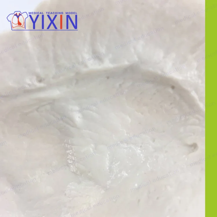 
Advanced Human Temporal Bone Anatomical Magnification Model, Medical Science and Education Model, Human Temporal Bone Magnificat 