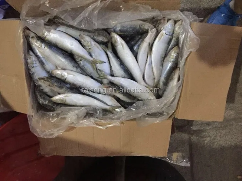 Sardine-Sardinella-Longiceps- (2)