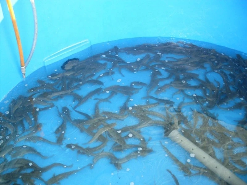 Карп в узв. Узв для малька форели. Рыбная ферма. Раковая ферма узв. Карп в узв.