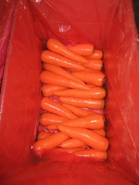 
Hot Selling chinese New Crop sell sell fresh carrot 