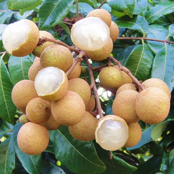 professional manufacturer natural hormone 24-epi brassinolide 0.