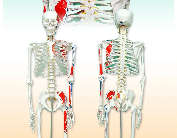 5 Life size skeleton.jpg