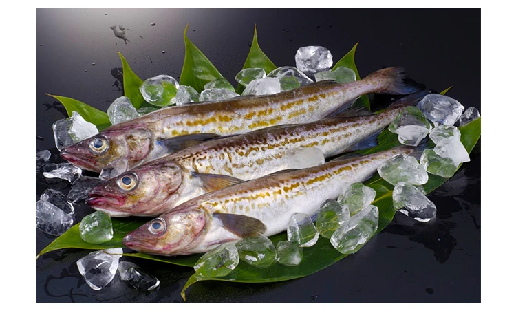 新鲜处理鳕鱼 200-400g 阿拉斯加鳕鱼批发