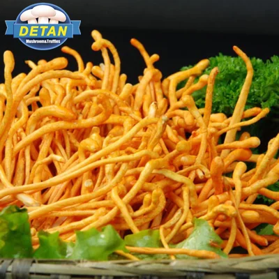 
Detan Cordyceps Militaris Mushroom Packaging 